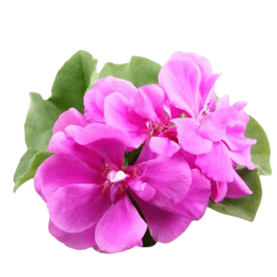 Dark Pink Rose Geranium Flowers & Leaves On White Background