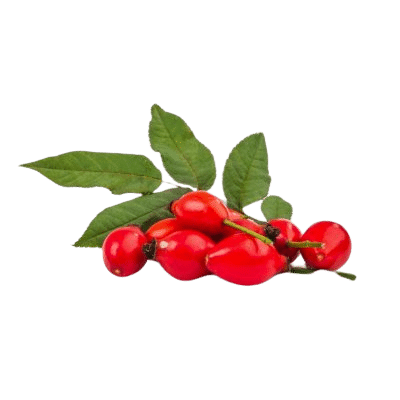 Bright Red Rose Hip Fruits Alongside Green Leaves