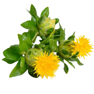Bright Yellow Safflower With Green Leaves On White Background