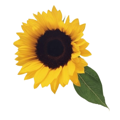 Bright Yellow Sunflower With Dark Brown Seeded Inner & Green Leaves