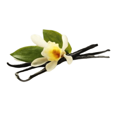 Brown Vanilla Pods Alongside Vanilla Flower & Surrounded By Green Vanilla Leaves