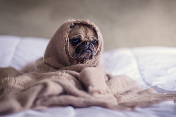 Cute puppy wrapped in blankets