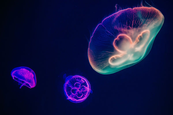 Colourful Jellyfish