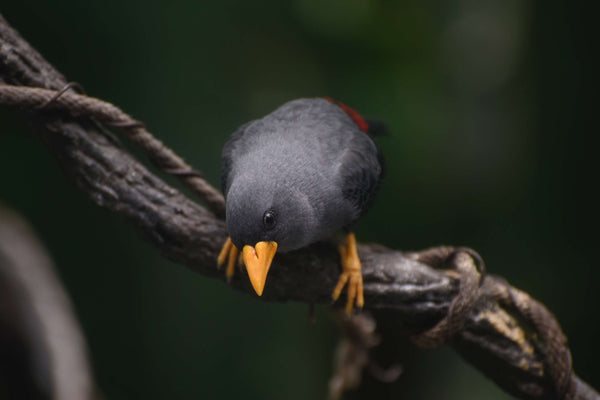 Black Bird resting on a tree branch