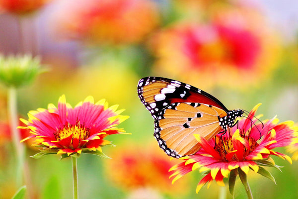 Colourful butterfly on flower