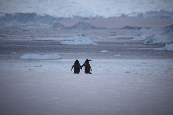 Penguins in love