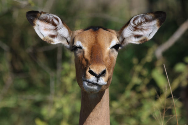 Confused deer in nature