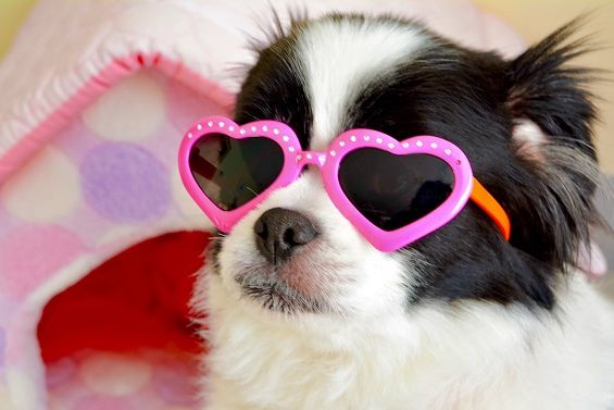 Black & White Dog With Pink Glasses
