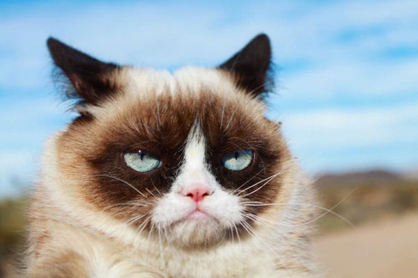 Grumpy Cat On The Beach