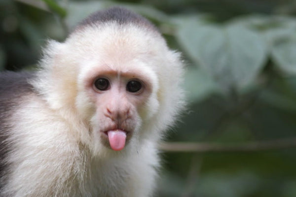 Cheeky monkey sticking it's tongue out
