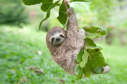 Sloth hanging on a tree