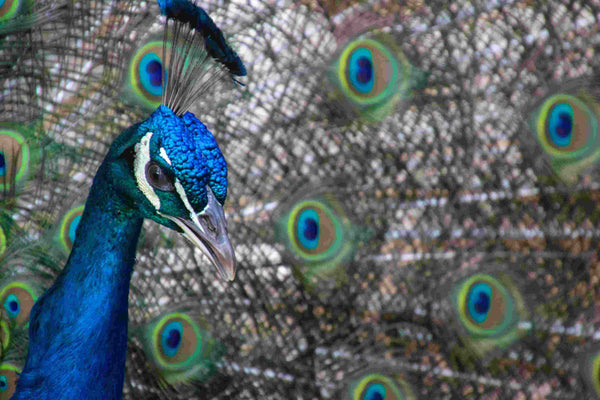 A close up of a peacocks head and tail
