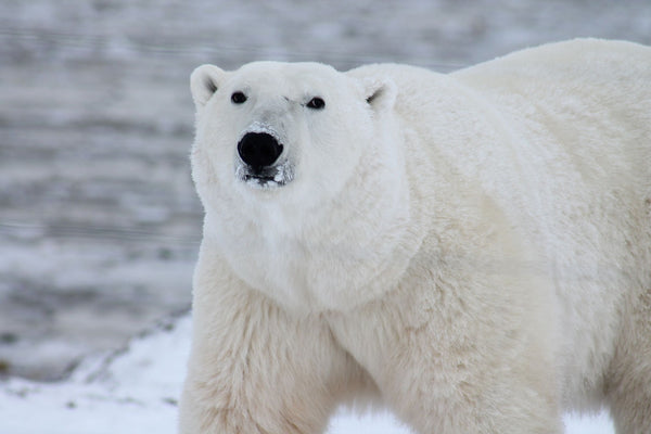 White polar bear in snow