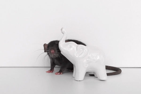 Black Rat With White Pot Elephant On White Background