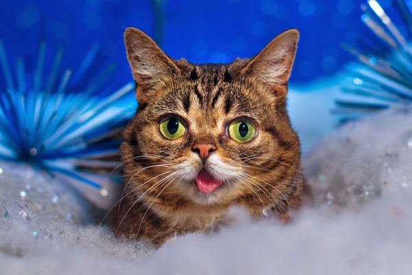 Lil Bub Instagram Cat