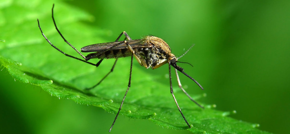 View Blood Type O Mosquito Bites Background