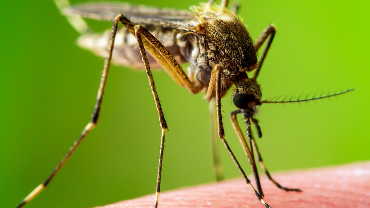 your-mosquito-myths-busted-the-eye