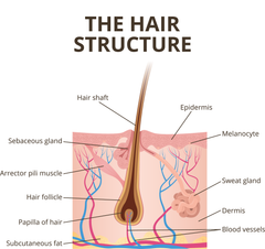 Hair Structure