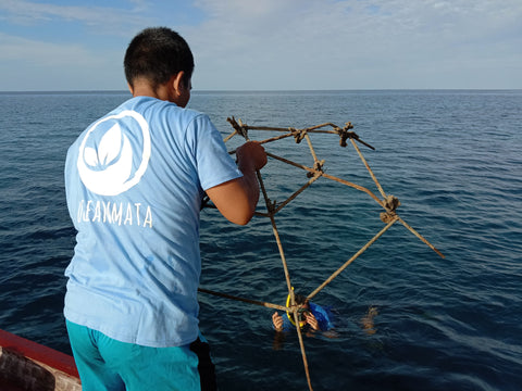 Oceanmata Korallenprojekt EcosystemImpact