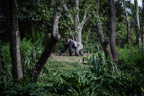 Virunga 