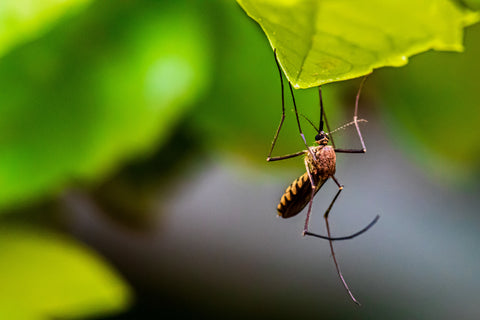Mücken Bali