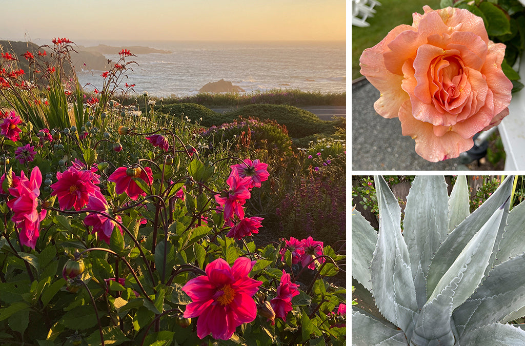 Mendocino Coast Flowers