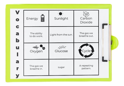 Photosynthesis Science Experiment AdaptEd 4 Special Ed  Vocabulary 