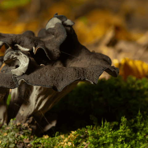 Black trumpet mushroom growing on the floor.