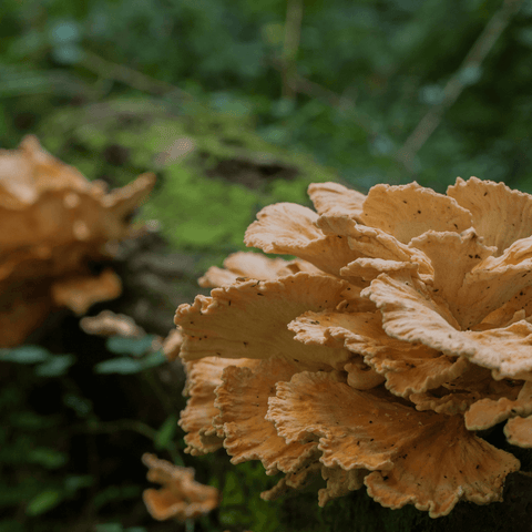 Chicken of the Woods mushroom growing in the woods.