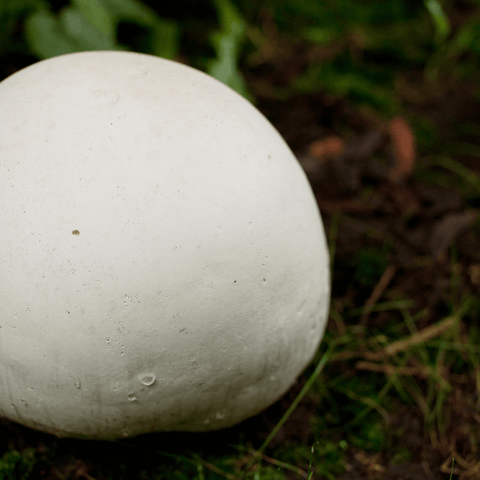 Giant puffball mushroom growing on the forest floor.