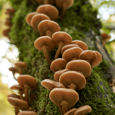 Honey mushroom species growing on the bark of a tree.