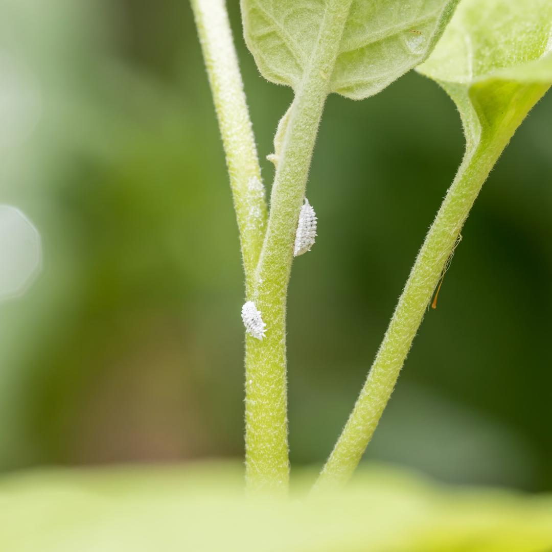 Close-up of a houseplant stem with two clusters of mealybugs, identified by their white, cotton-like appearance, against a soft-focus green background
