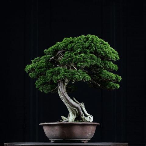 Informal upright bonsai tree.