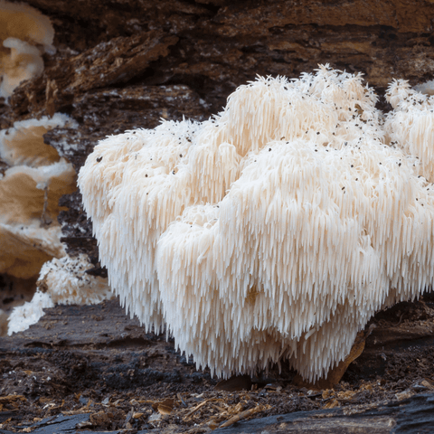 Lion's Mane mushroom growing on the bark.