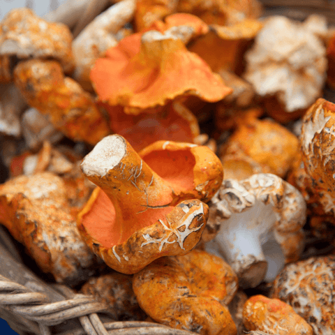 Harvested lobster mushrooms sitting in a basket.