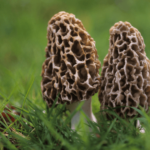 Two morel mushrooms growing on the grass.