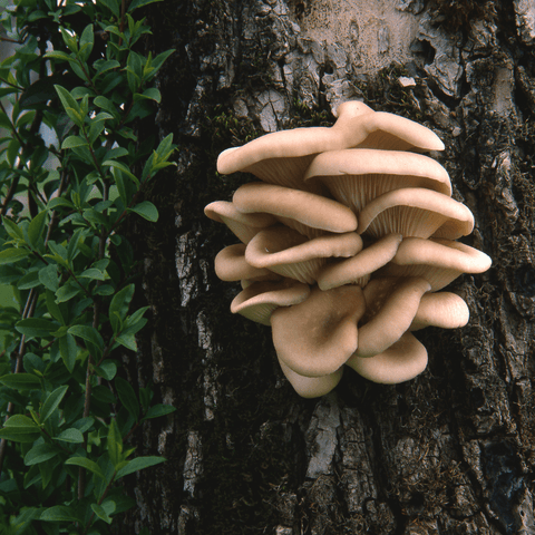 Oyster mushroom growing on the side of a tree.