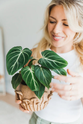 A woman is holding a a Philodendron Gloriosum plant potted in a beige pot.
