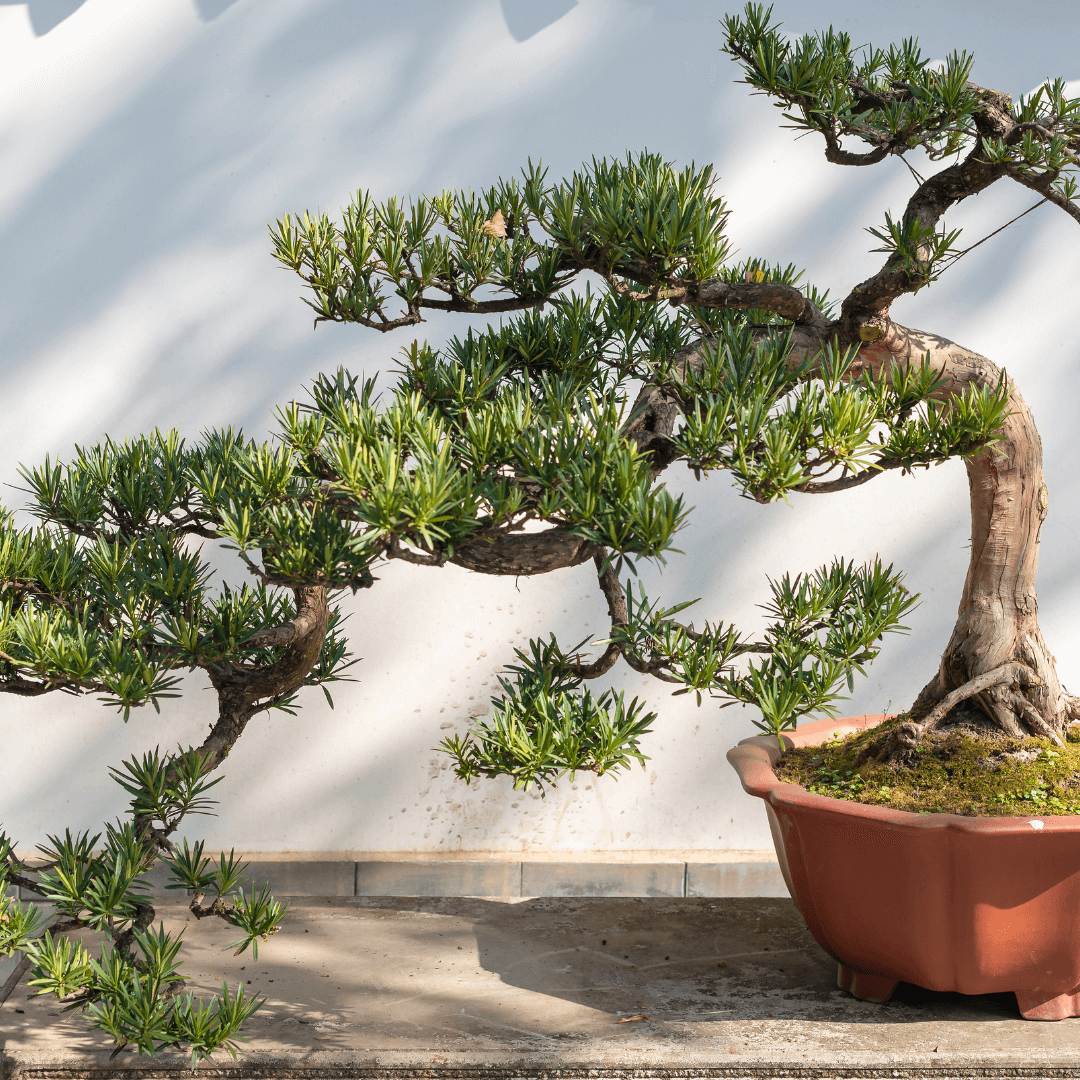 An elegantly shaped bonsai tree with a twisted trunk and well-spaced branches bearing clusters of needle-like leaves.