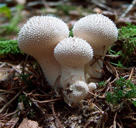 White puffball mushroom growing on a forest floor.