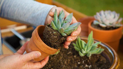 A person's hands are repotting a succulent plant into a new terracotta pot, with a tray containing soil and another succulent in the background