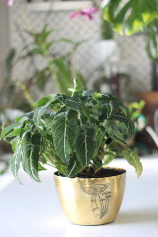 Syngonium Wendlandii in a gold pot with mushrooms engraved into it.