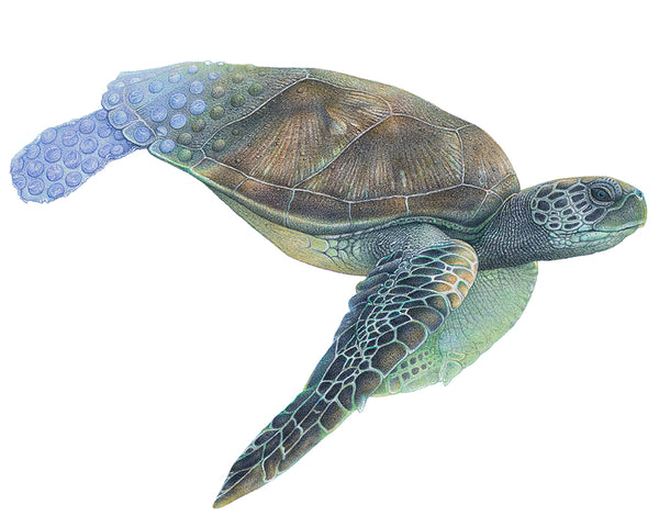 Drawing of a green sea turtle with its hind flippers and back of shell turning into plastic bubble wrap - wildlife artivism