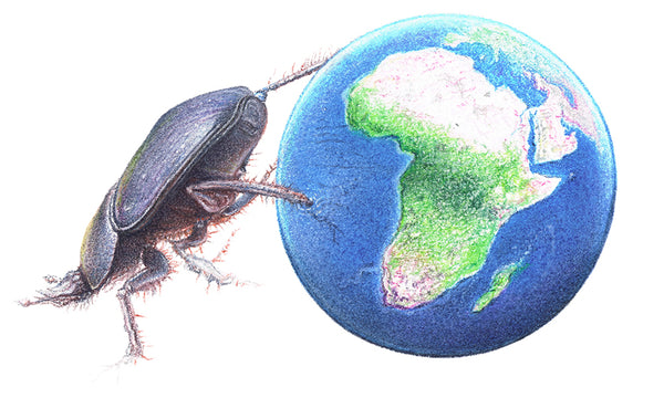 Drawing of a dung beetle pushing the earth