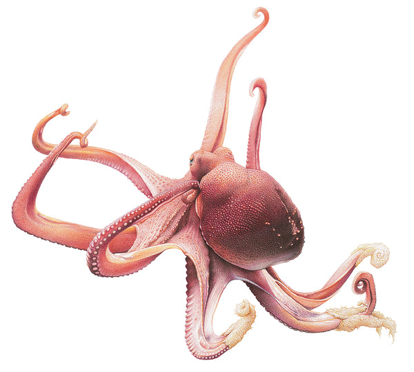 Drawing of an octopus with tempura batter on the tips of three tentacles - wildlife artivism