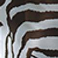 Black Zebra