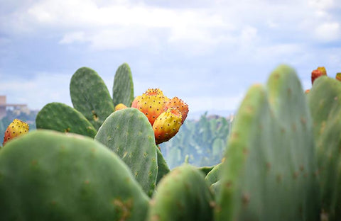 Raquettes d'Opuntia