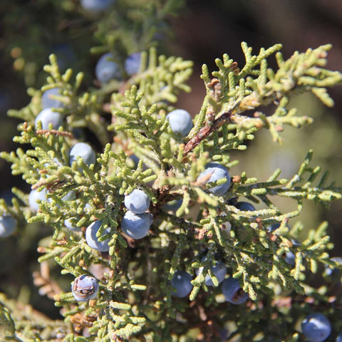 Juniper Berries