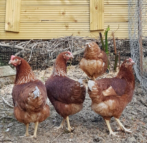 Point of Lay Hens