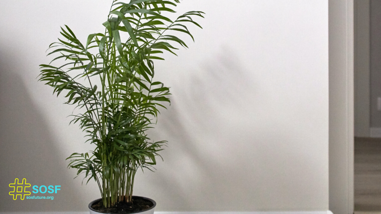 Plants that purify air inside the home